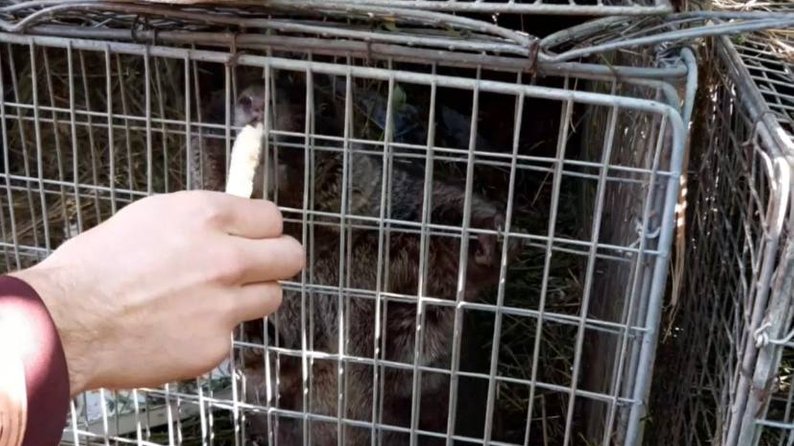 "Готовится отдыхать": сурок-прорицатель Тимко пережил оккупацию в Харьковской области