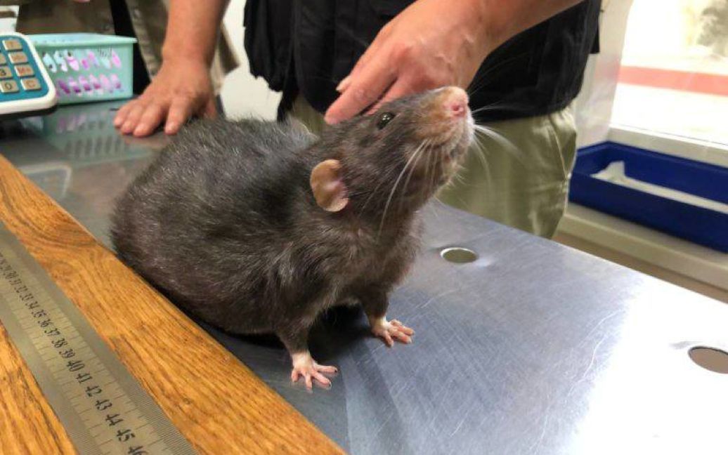 В Киеве зафиксировали самую большую серую крысу в мире: сколько она весит