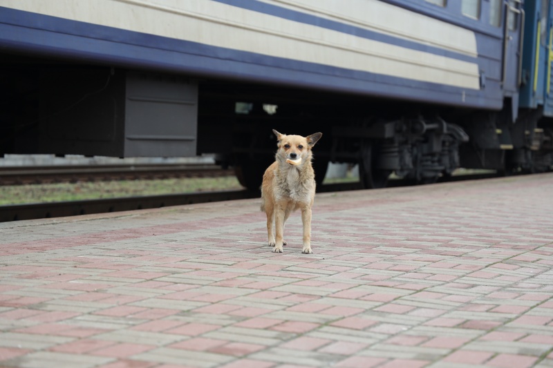 "Будемо їхати, скільки зможе поїзд". Репортаж з евакуаційного рейсу на Донбас