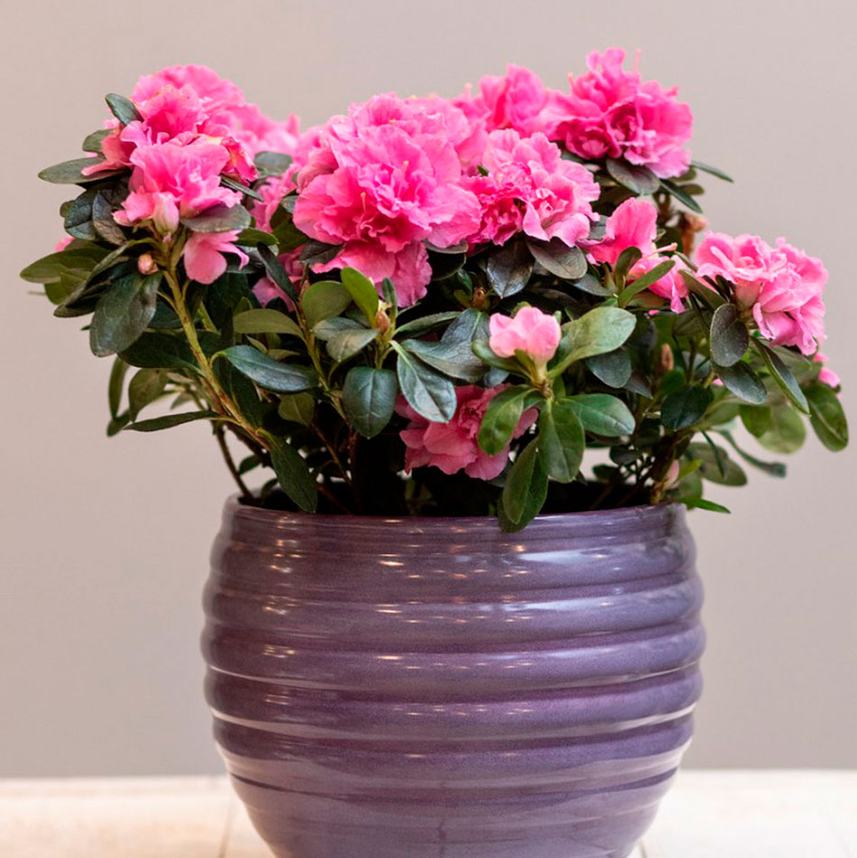 Кімнатні рослини, які провокують біди і злидні. Викиньте і вам стане легше