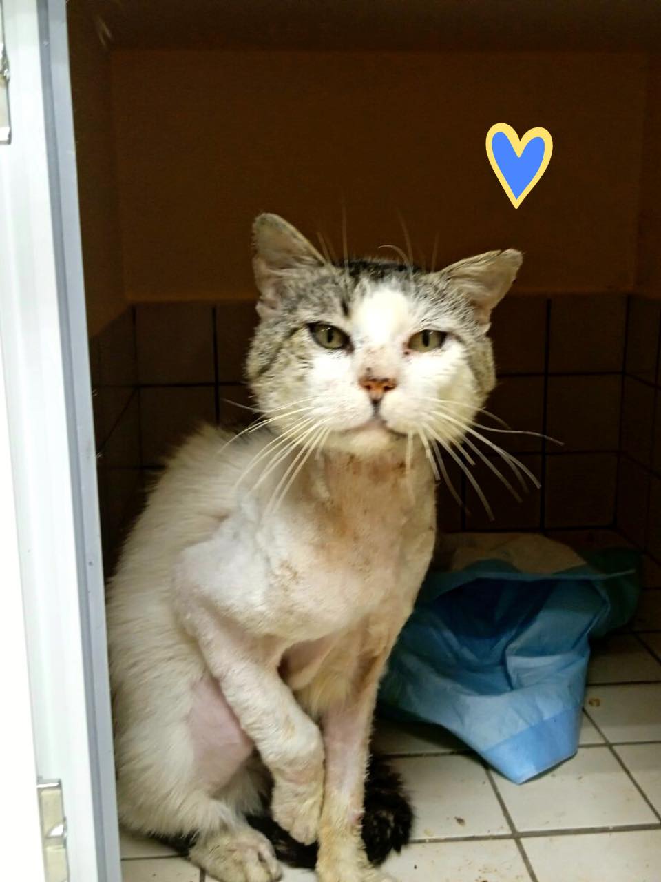 Под Киевом спасли раненого котика с 6 пулевыми: история пушистика не оставит вас равнодушными