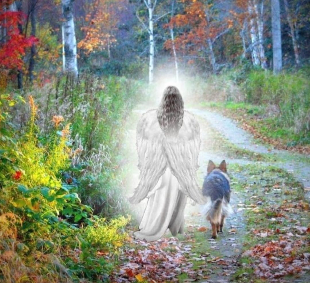 Из-за российского ракетного обстрела под Киевом погибли питомцы приюта для животных