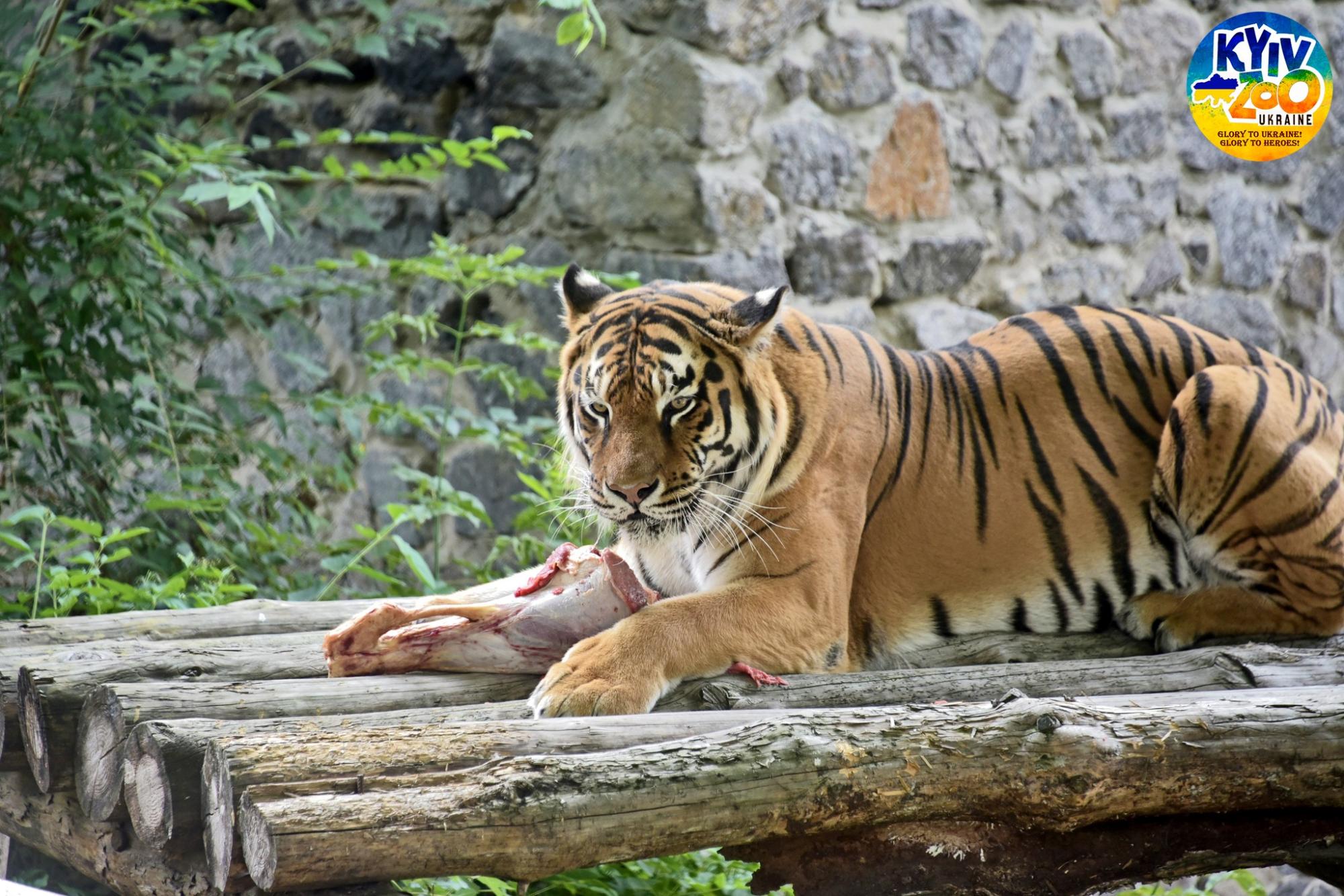 В зоопарке Киева отметили 13-летие двух тигров: красавцам сделали сюрприз (фото)