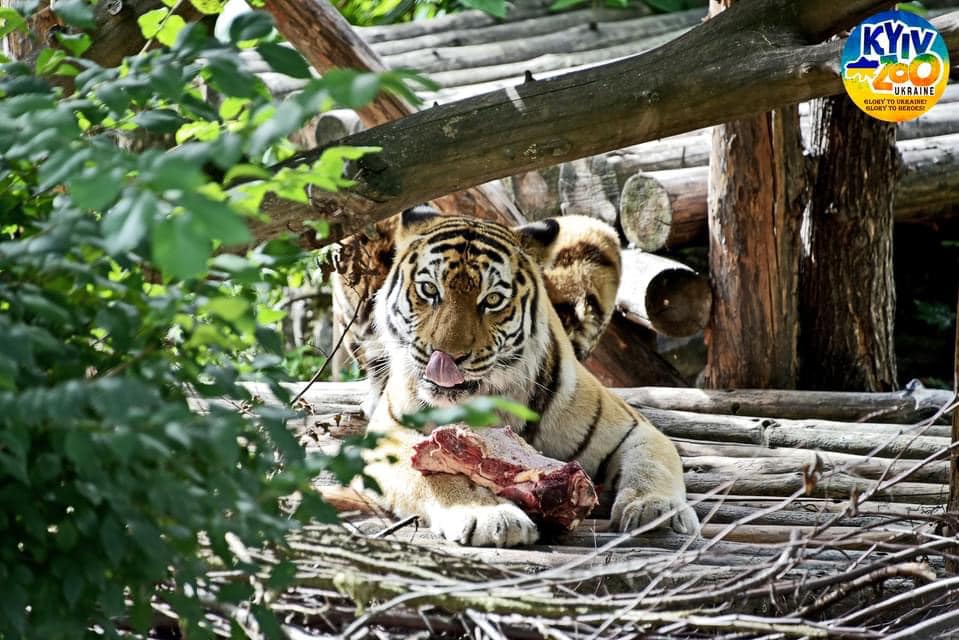 В зоопарке Киева отметили 13-летие двух тигров: красавцам сделали сюрприз (фото)