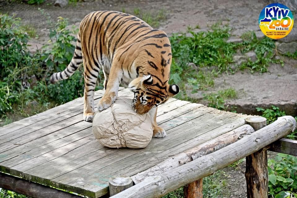 В зоопарке Киева отметили 13-летие двух тигров: красавцам сделали сюрприз (фото)