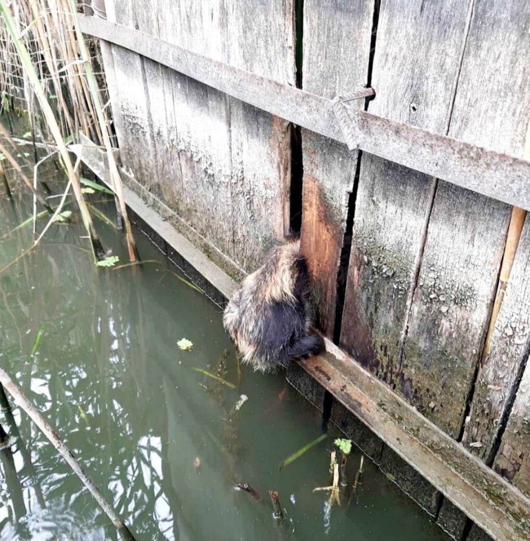 Лечили больше месяца: енотика, которого спасли бойцы ГСЧС, выпустили на волю