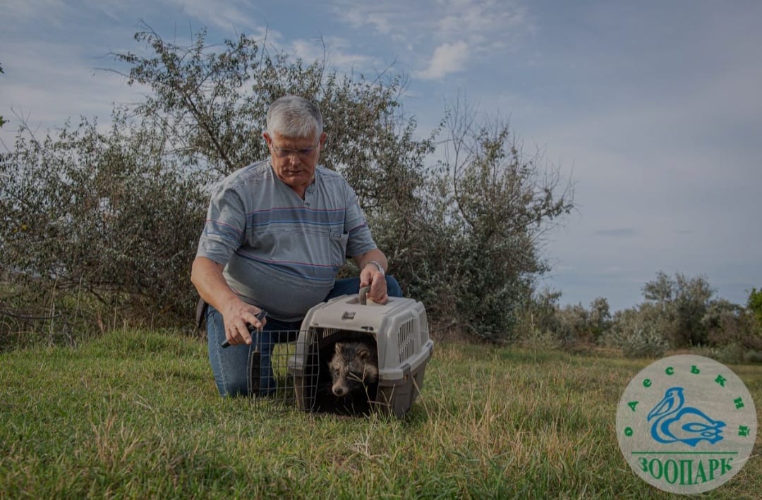 Лечили больше месяца: енотика, которого спасли бойцы ГСЧС, выпустили на волю