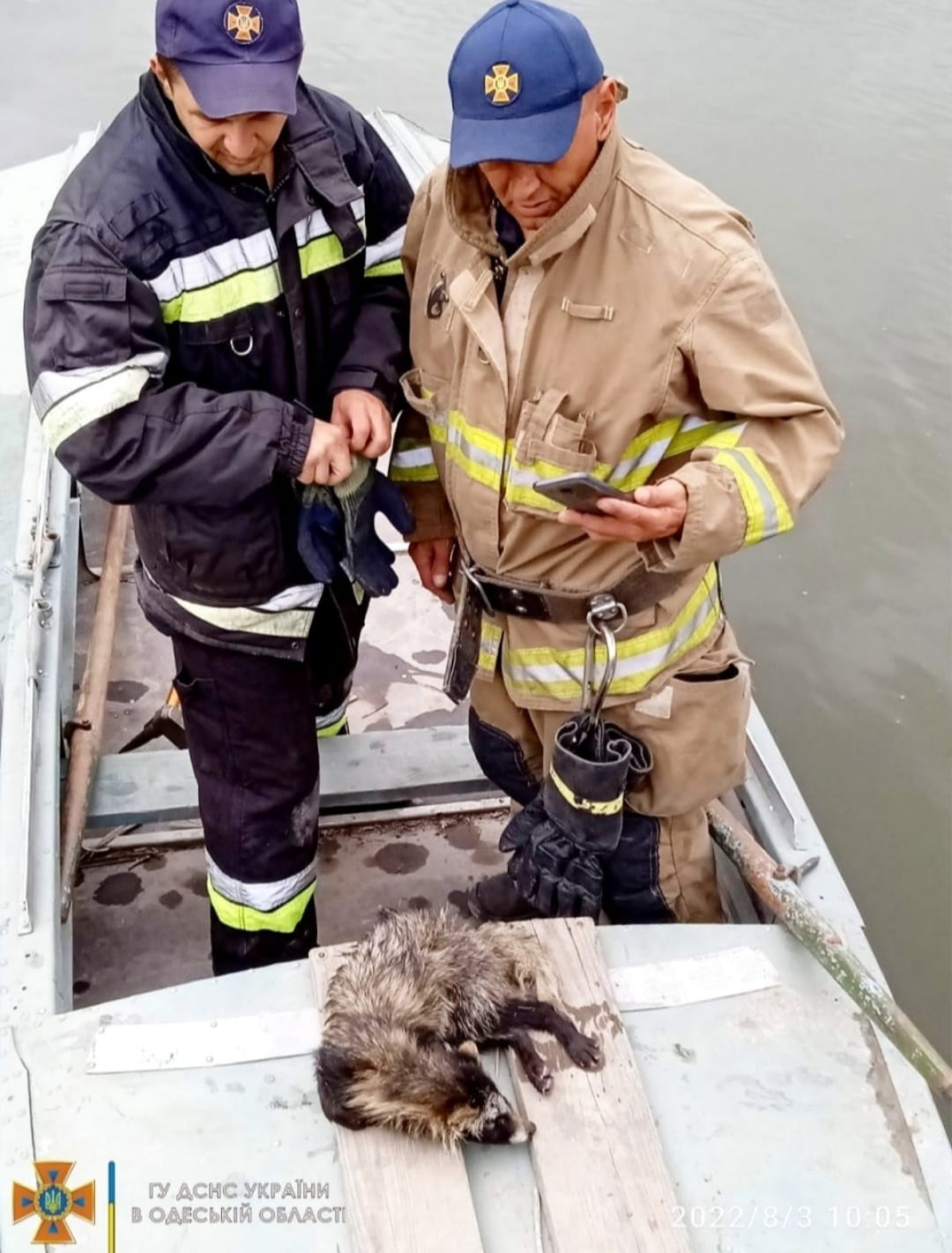 Лечили больше месяца: енотика, которого спасли бойцы ГСЧС, выпустили на волю