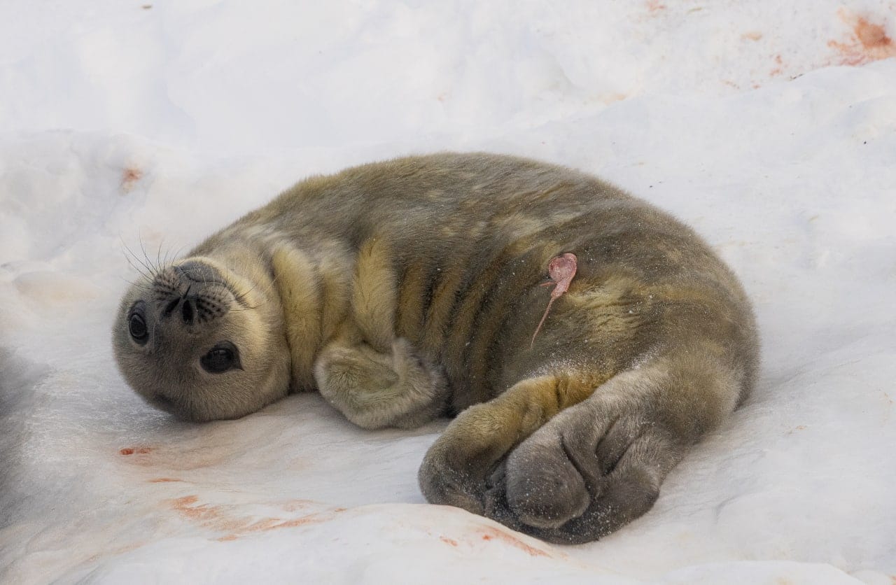 Украинские полярники показали первых новорожденных тюленят: мимишность зашкаливает (фото)