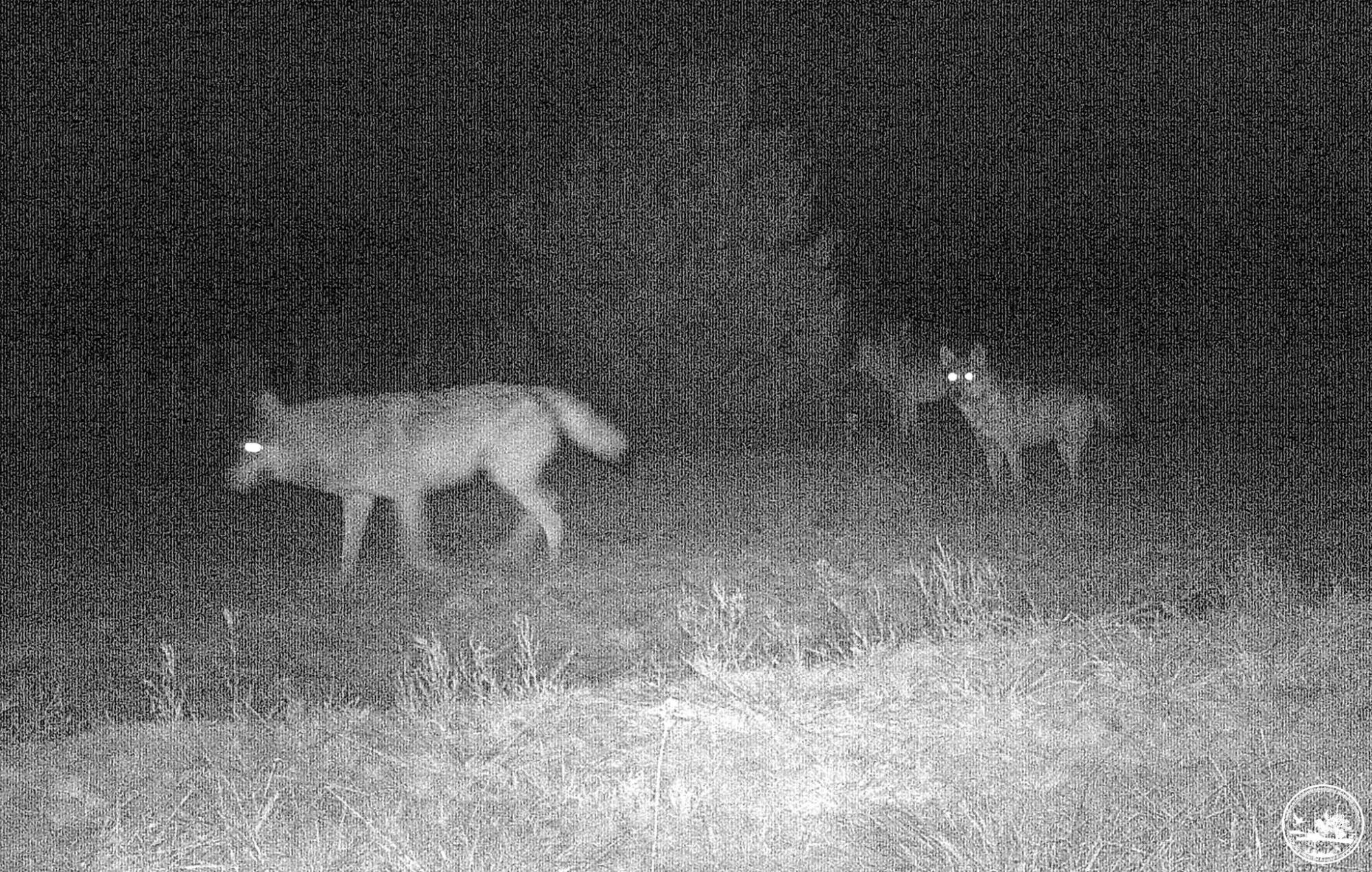 Красавцы на охоте: в Чернобыльском заповеднике показали ночную жизнь животных (фото)