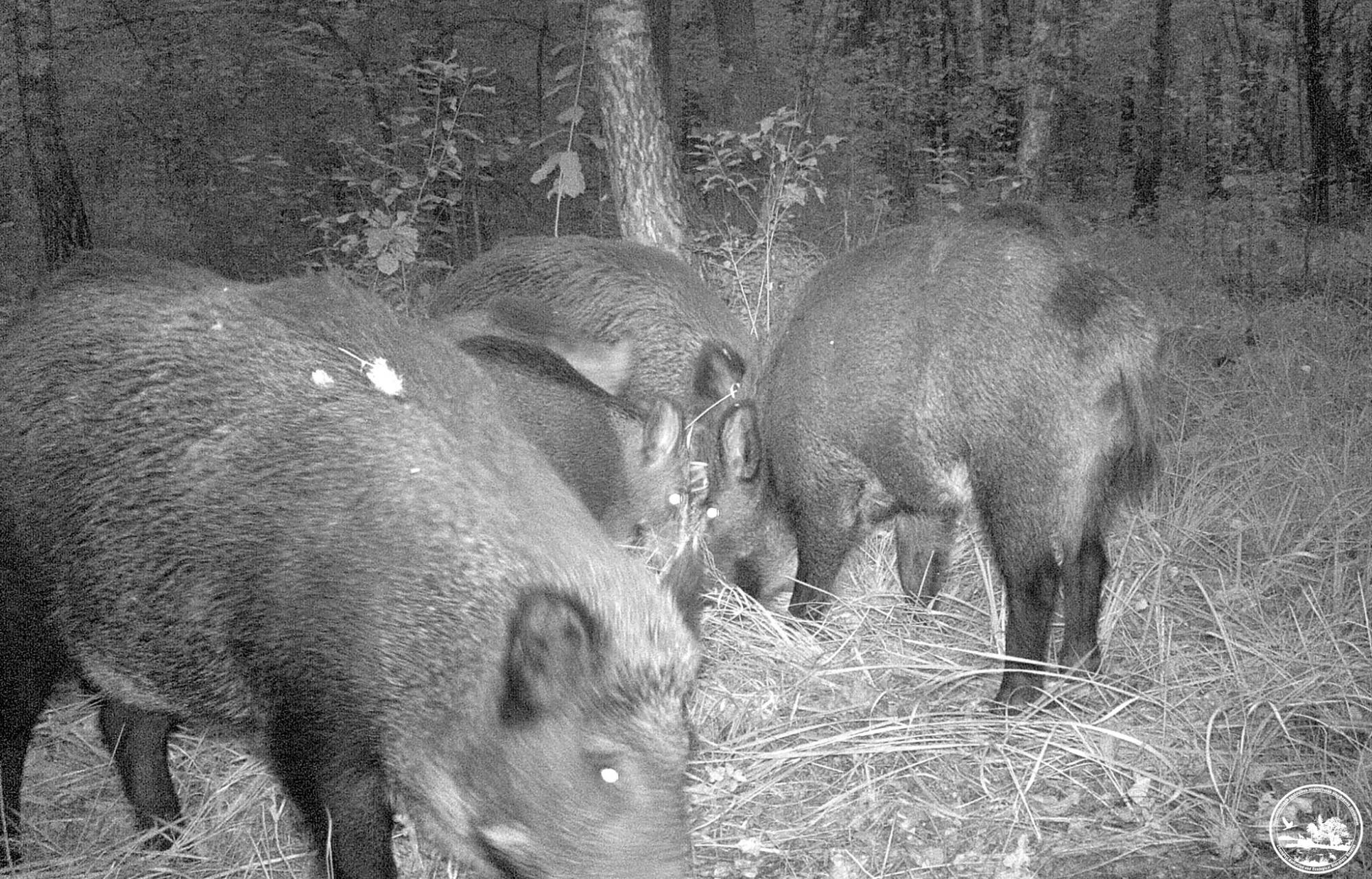 Красавцы на охоте: в Чернобыльском заповеднике показали ночную жизнь животных (фото)