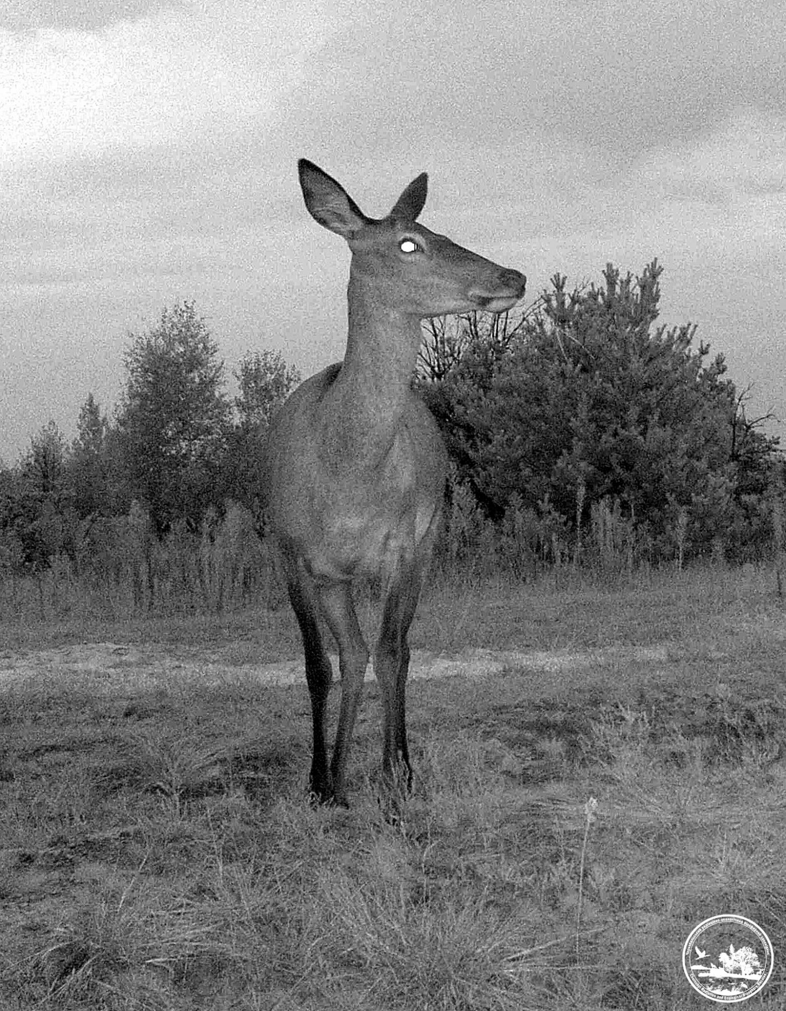 Красавцы на охоте: в Чернобыльском заповеднике показали ночную жизнь животных (фото)