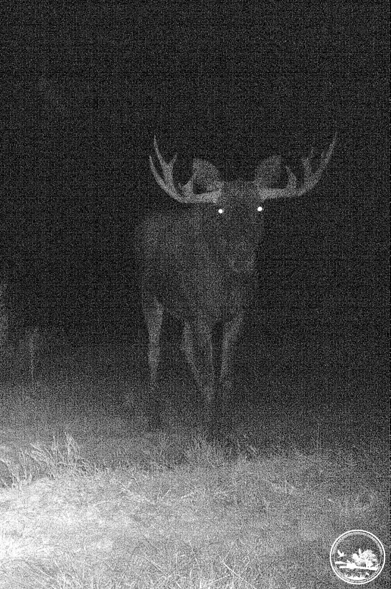 Красавцы на охоте: в Чернобыльском заповеднике показали ночную жизнь животных (фото)