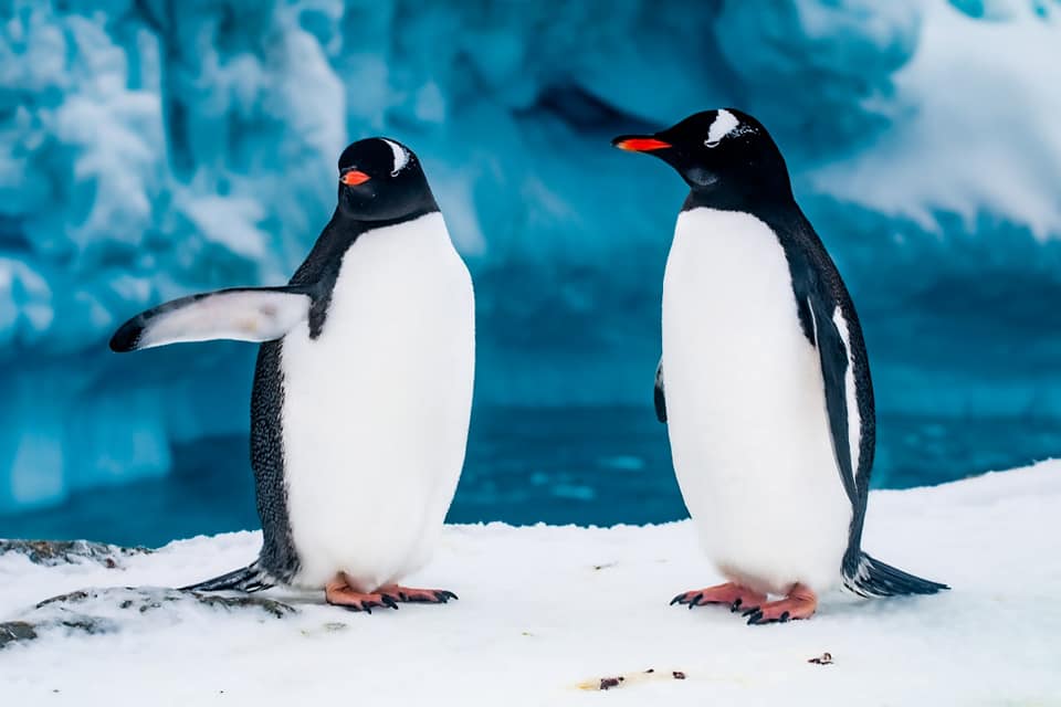 На остров Галиндез вернулись пингвины: украинские полярники показали потрясающие фото