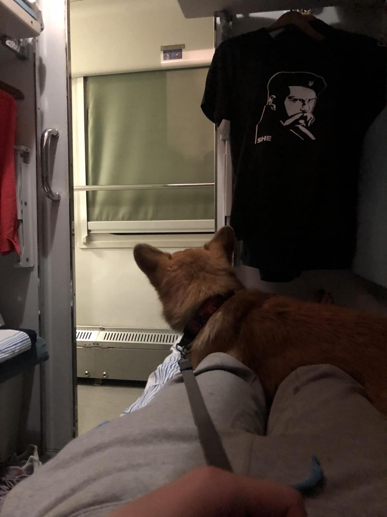 В "Укрзалізниці" спалахнув скандал через проїзд там собаки