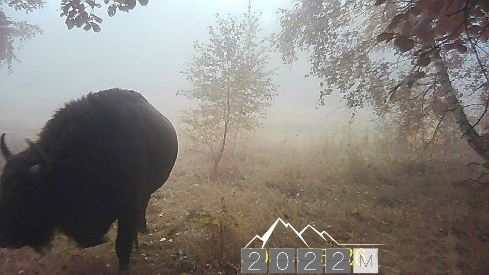 В Украине увидели гигантских зубров, которых считали пропавшими (фото)