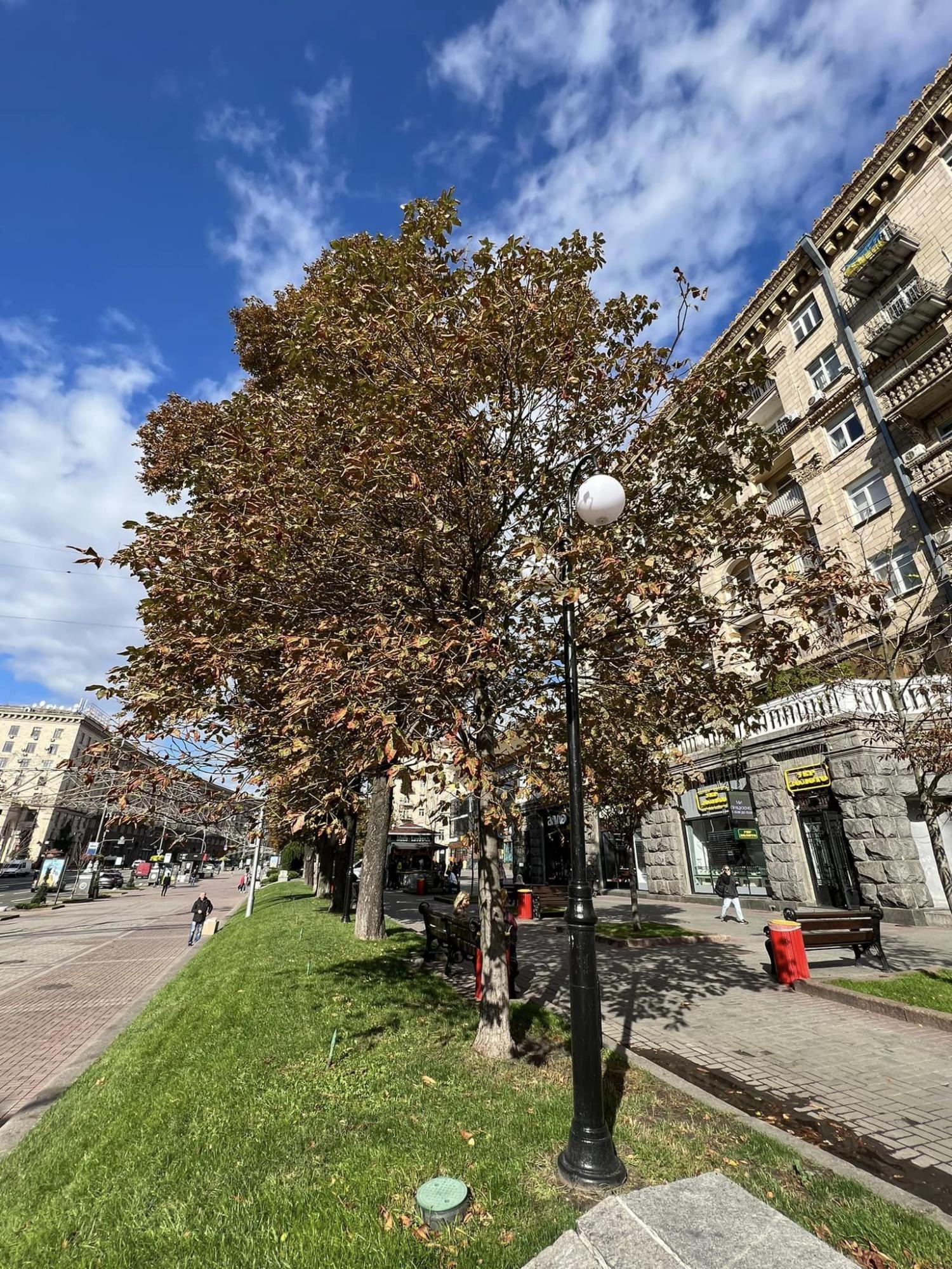 З Хрещатика хочуть повністю прибрати знамениті каштани: що висадять на їхньому місці