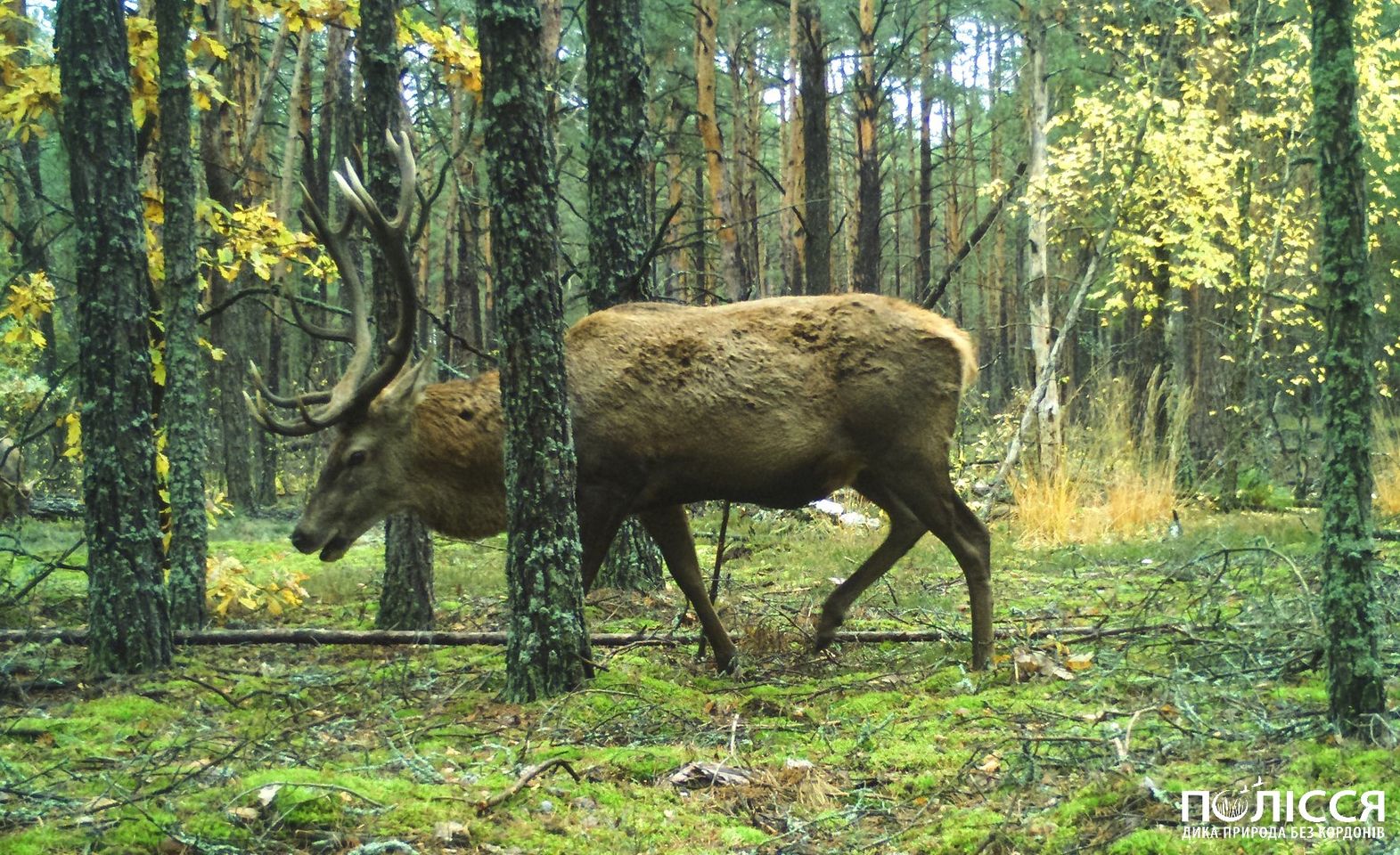 У Чорнобилі показали благородну тварину, краса якої вражає (фото)