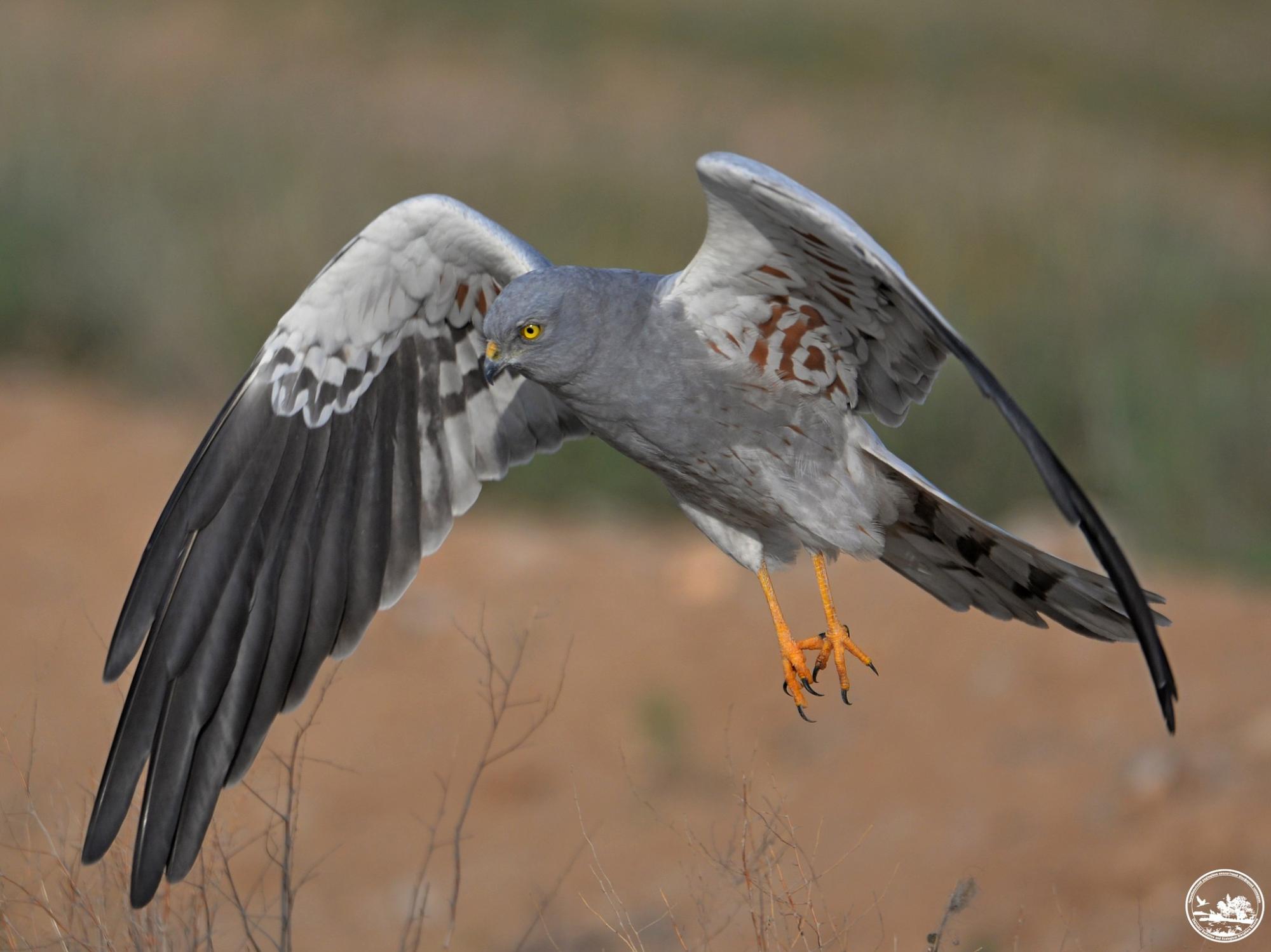 У Чорнобилі показали рідкісного птаха: в заповіднику їх всього 10 пар (фото)