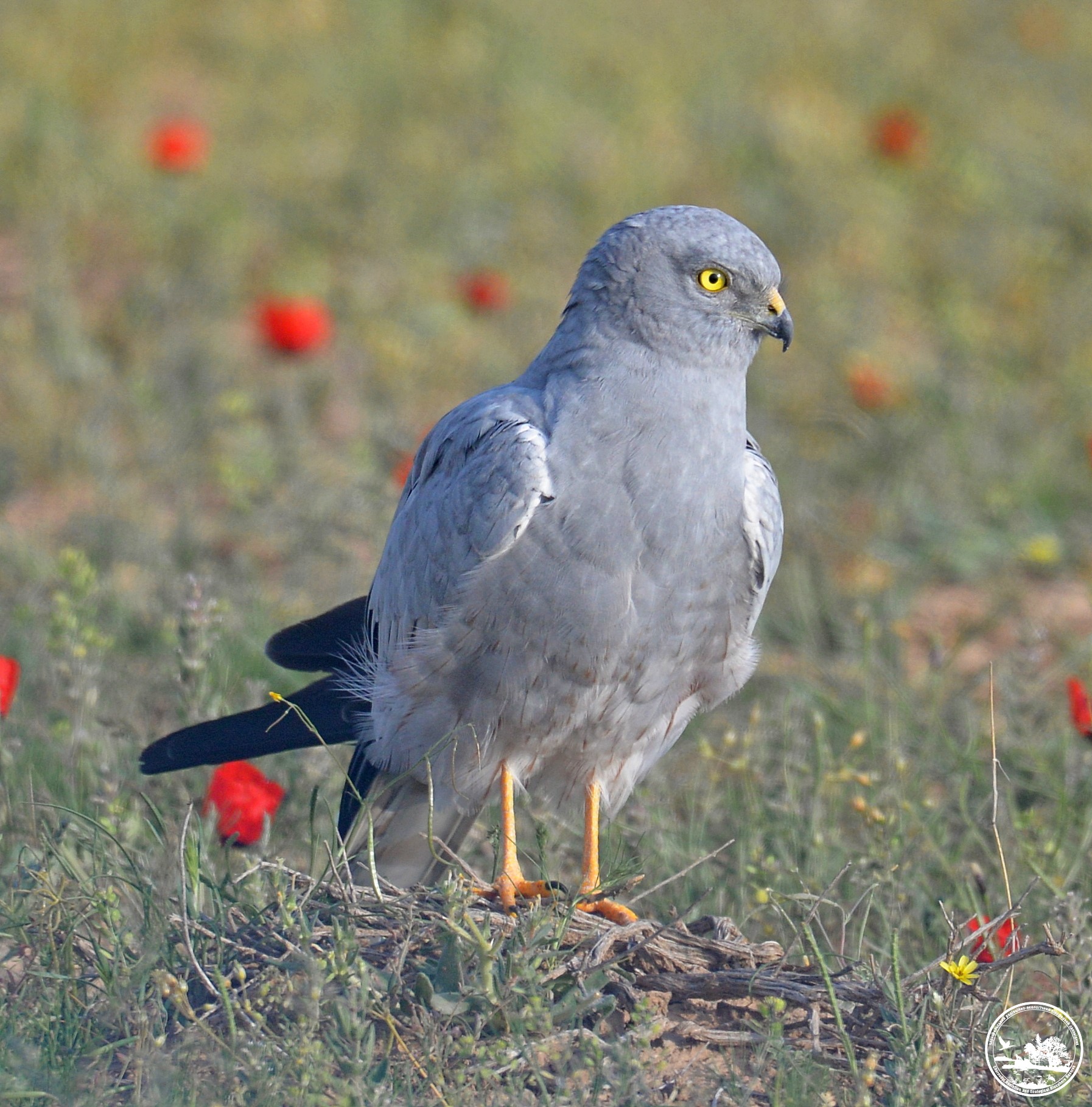 У Чорнобилі показали рідкісного птаха: в заповіднику їх всього 10 пар (фото)