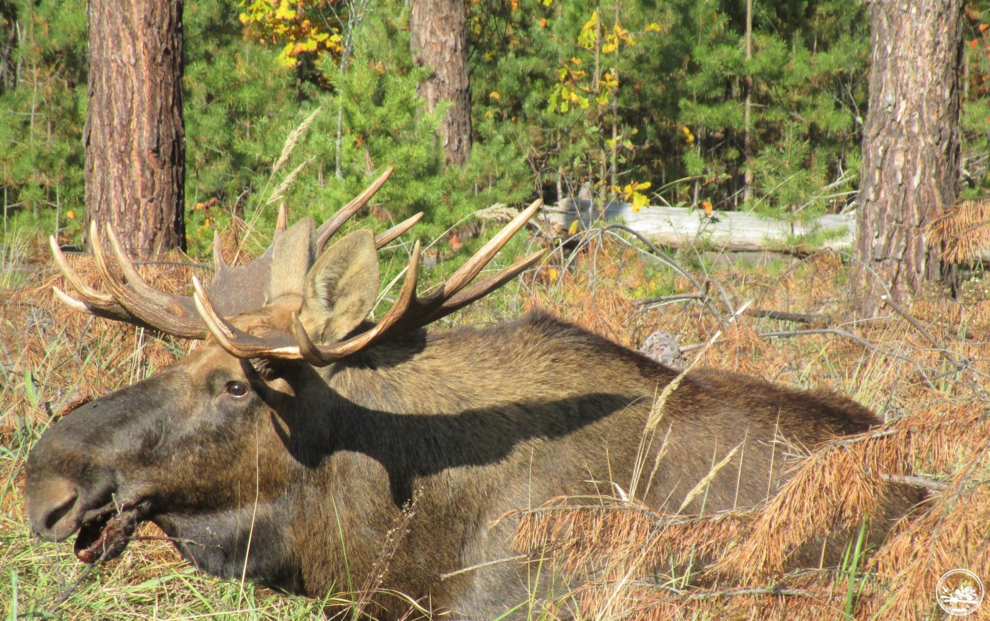 Здатен відбитися від зграї вовків: у Чорнобилі показали лісового велетня (фото)