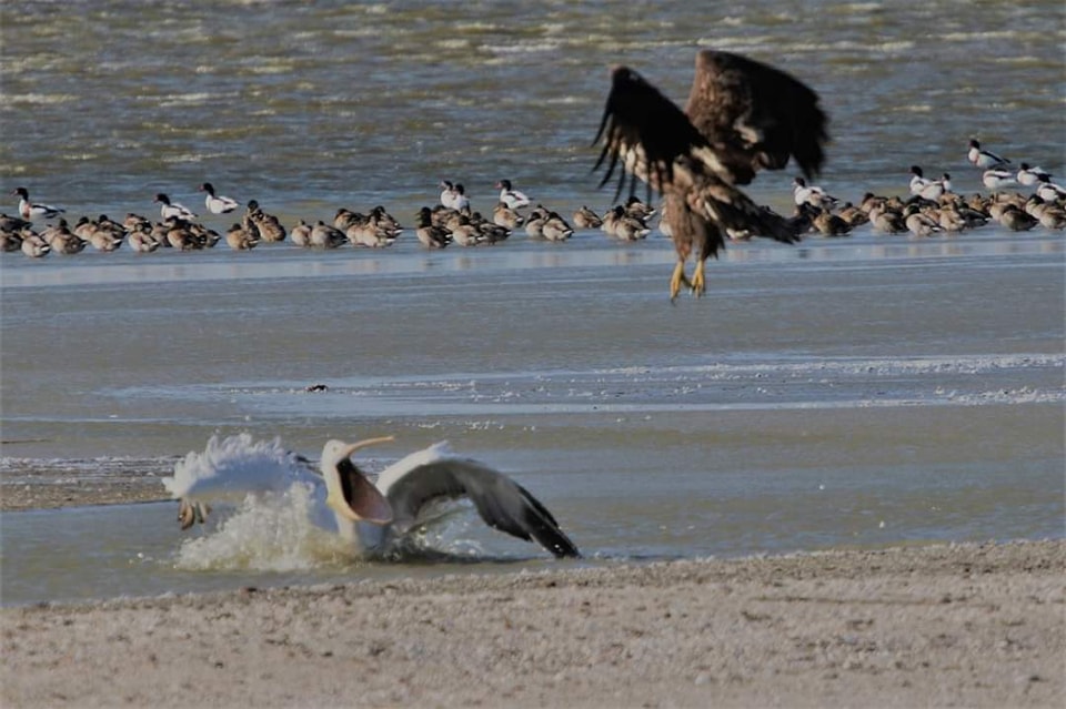 Український еколог показав рідкісні фото запеклої битви червонокнижних крилатих велетнів