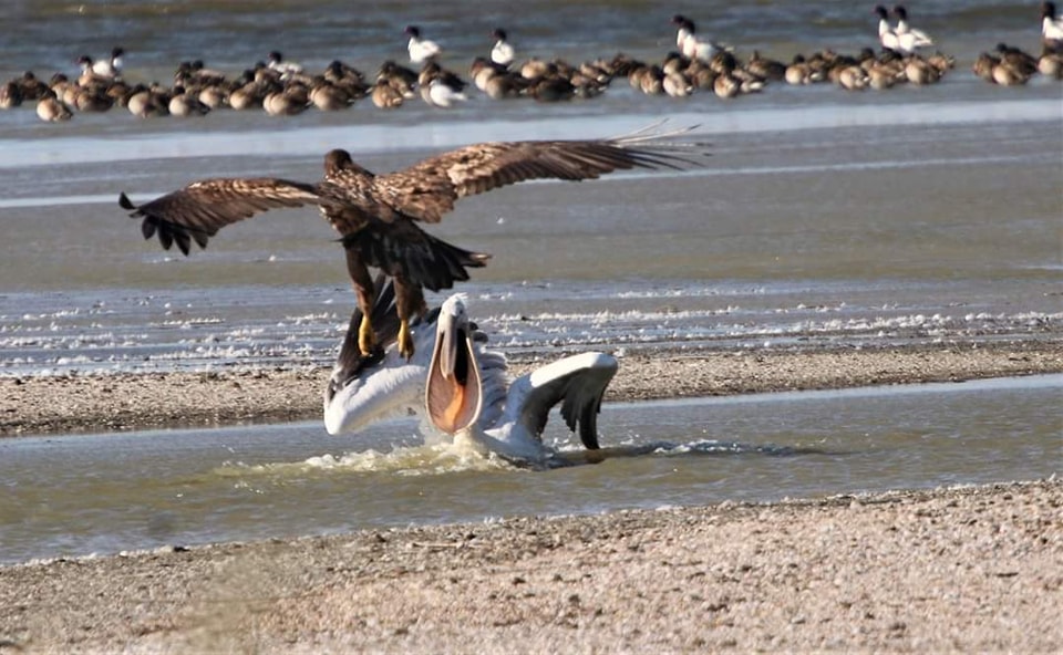 Український еколог показав рідкісні фото запеклої битви червонокнижних крилатих велетнів