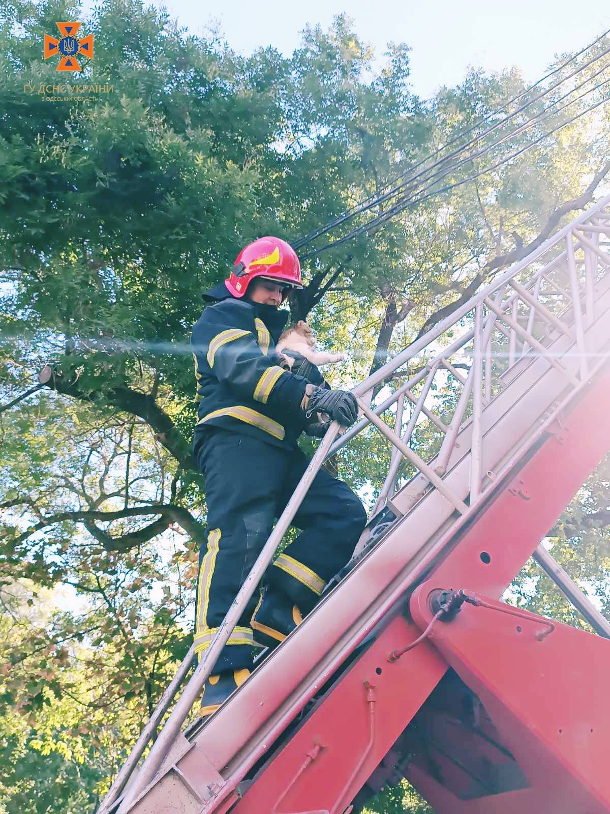 В Одесі бійці ДСНС врятували котика, який потрапив у халепу: як це було