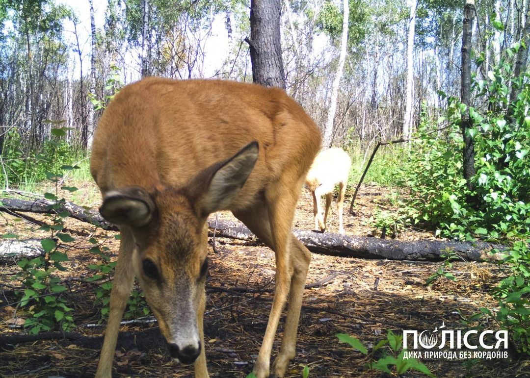 У Чорнобилі показали ніжну тварину надзвичайної краси (фото)