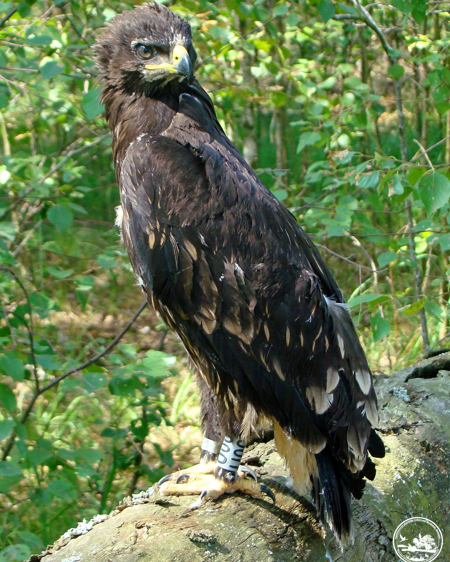 У Чорнобилі засвітився рідкісний птах із Червоної книги (фото)