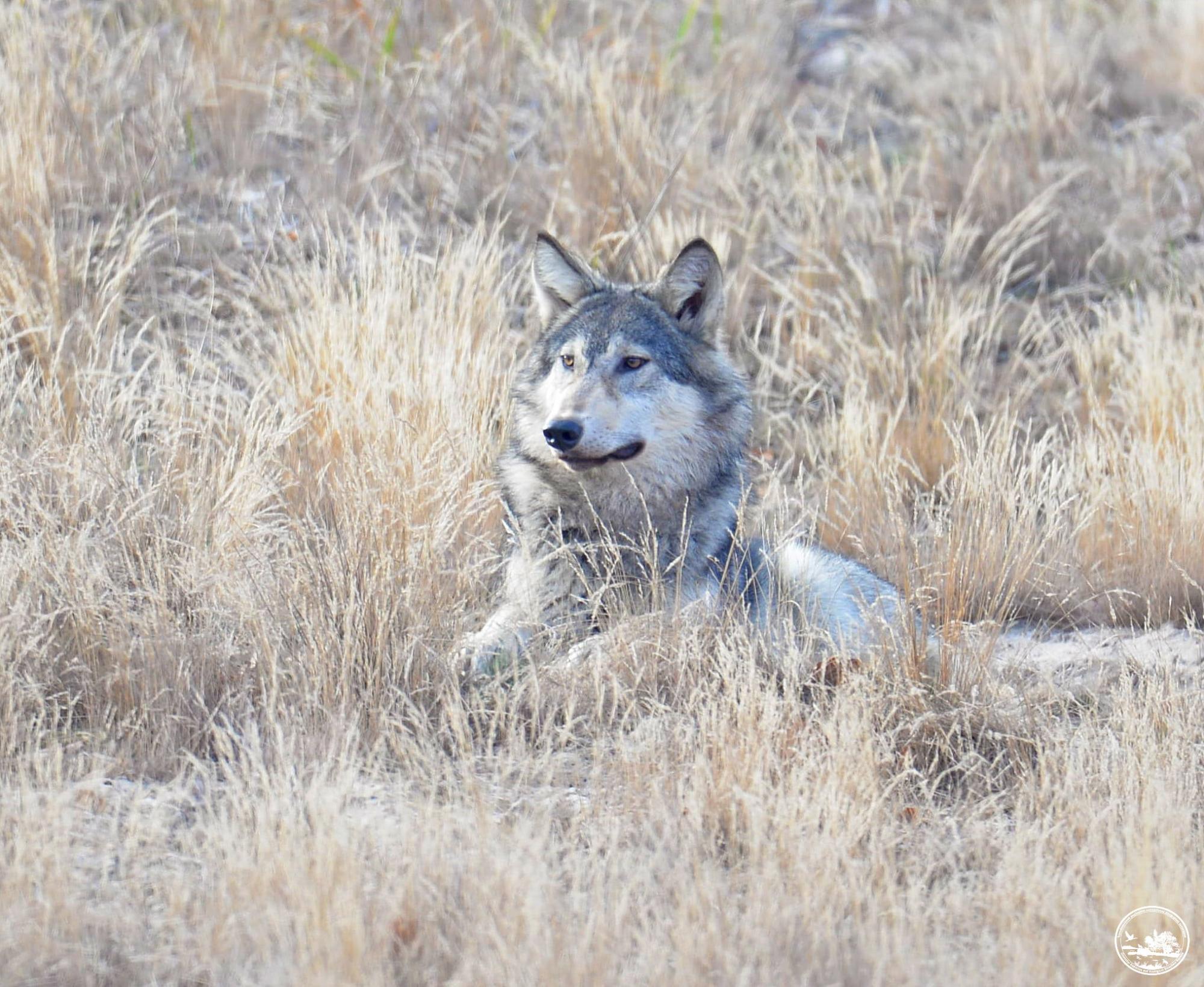 У Чорнобилі показали грайливого хижака, який не злякався людей: захоплюючі фото