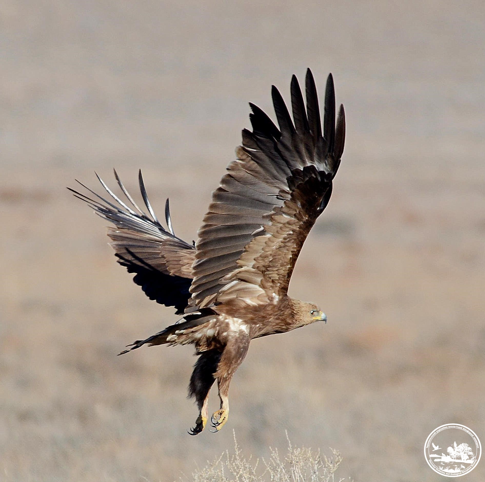 У Чорнобилі засвітився рідкісний птах із Червоної книги (фото)
