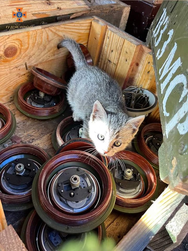 Рятувальники ДСНС показали нову пухнасту "співробітницю" (фото)