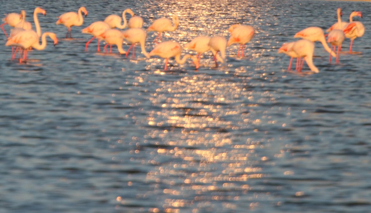 Рідкісні рожеві фламінго прилетіли на Тузлівські лимани: приголомшливі фото дивовижних птахів