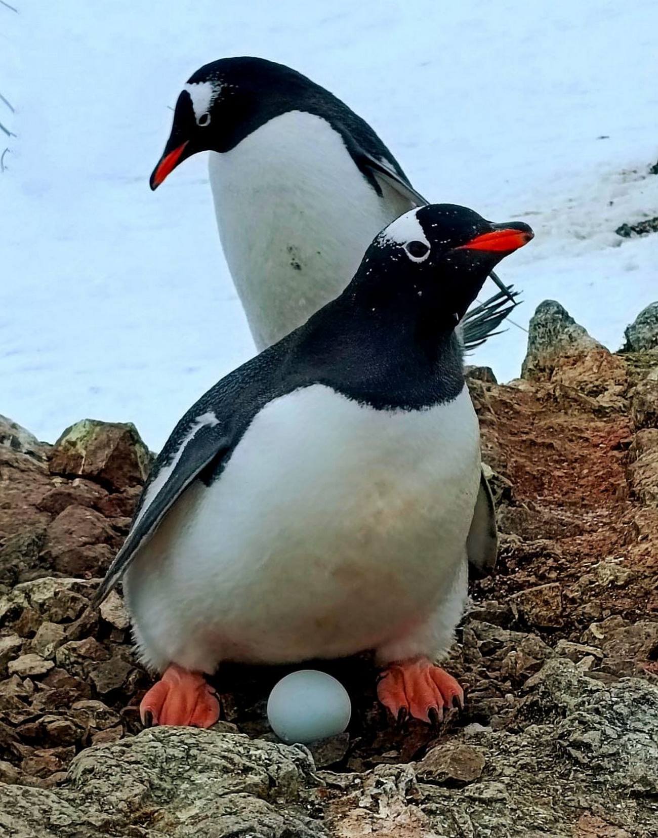 Українські полярники показали, як пінгвіни готуються стати батьками: дуже милі фото