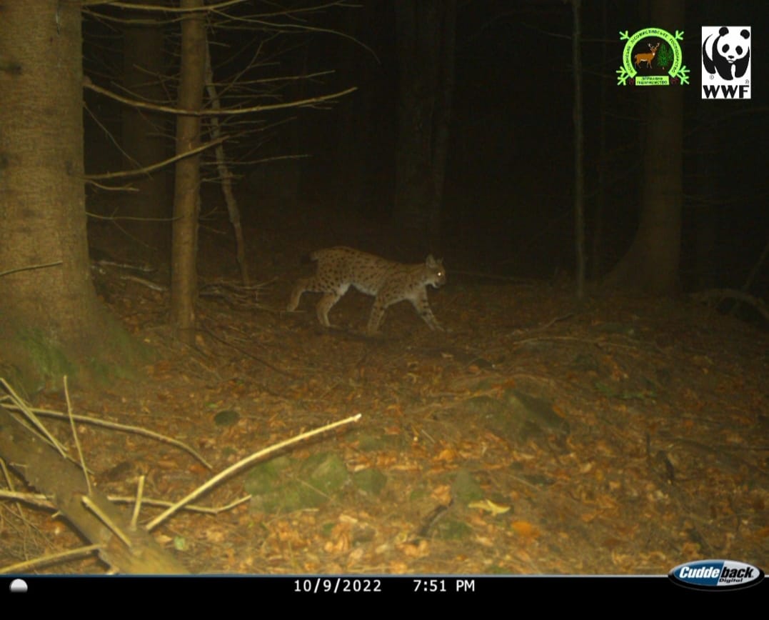 На Закарпатті побачили рідкісного "червонокнижного" звіра (фото)
