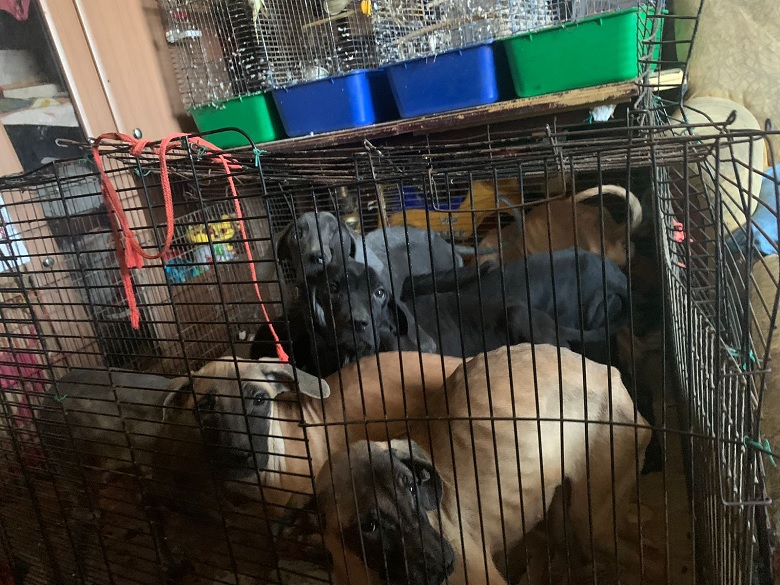 У Києві 5-річну дівчинку тримали під замком з купою собак: по квартирі гасають таргани