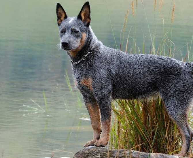 Ці 10 порід собак вважаються найрозумніші у світі: фото і опис