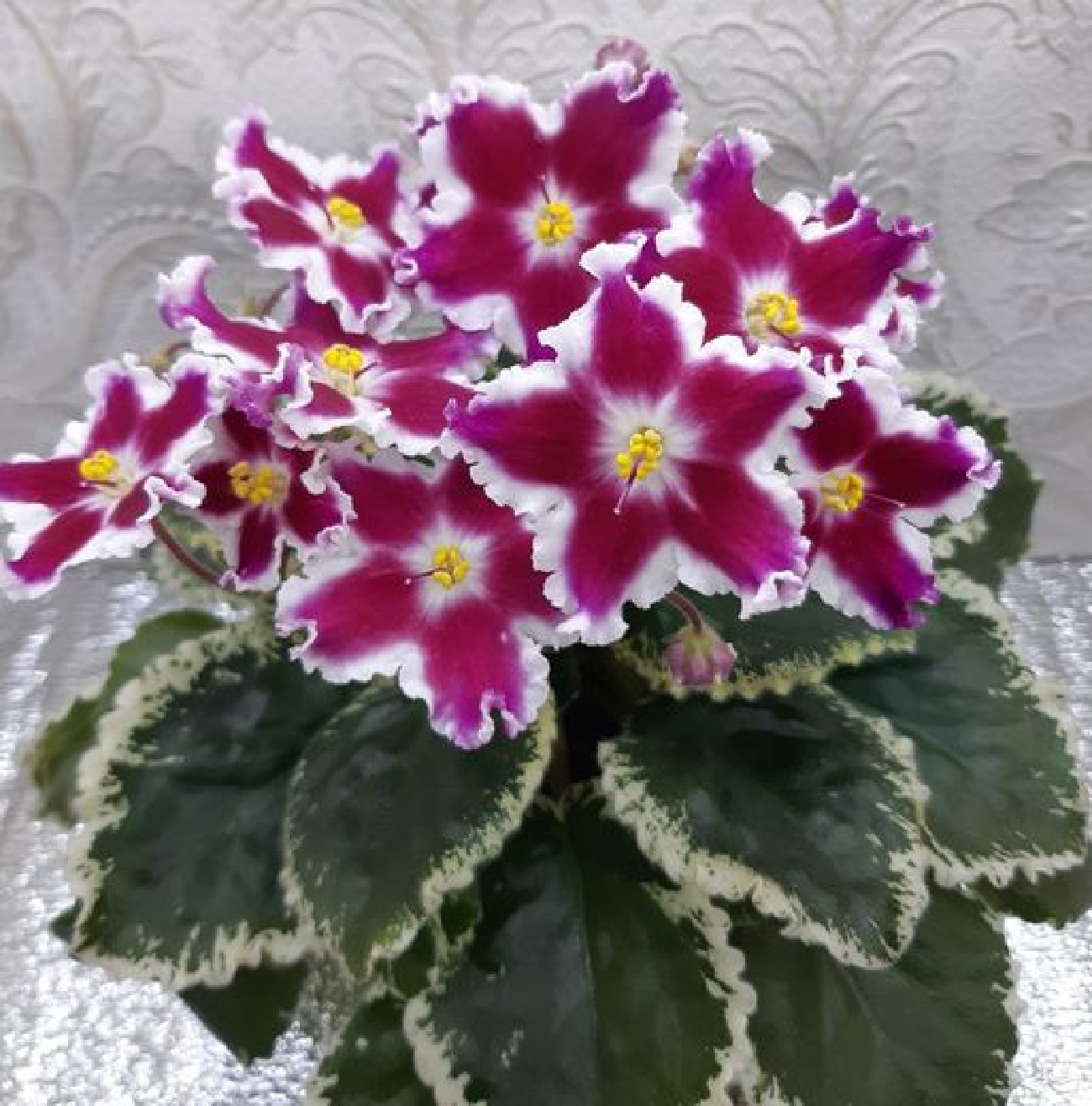 Вот почему в доме нельзя держать фиалку