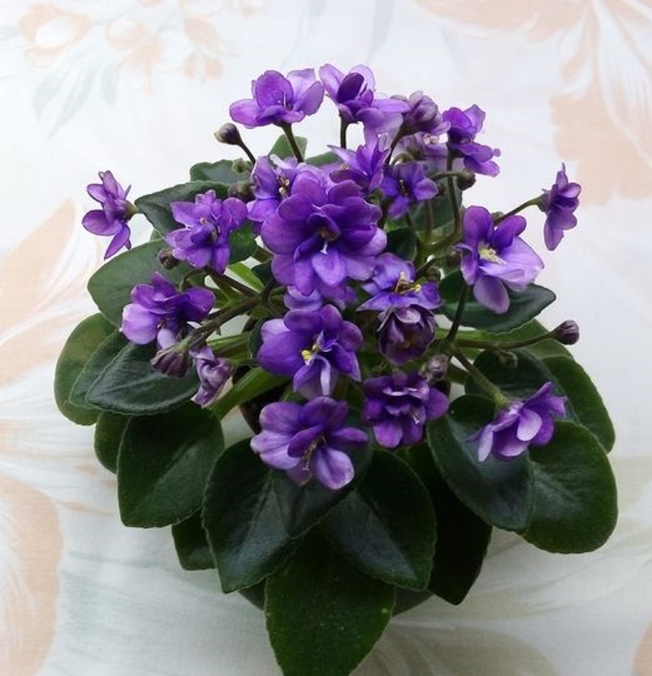 Вот почему в доме нельзя держать фиалку