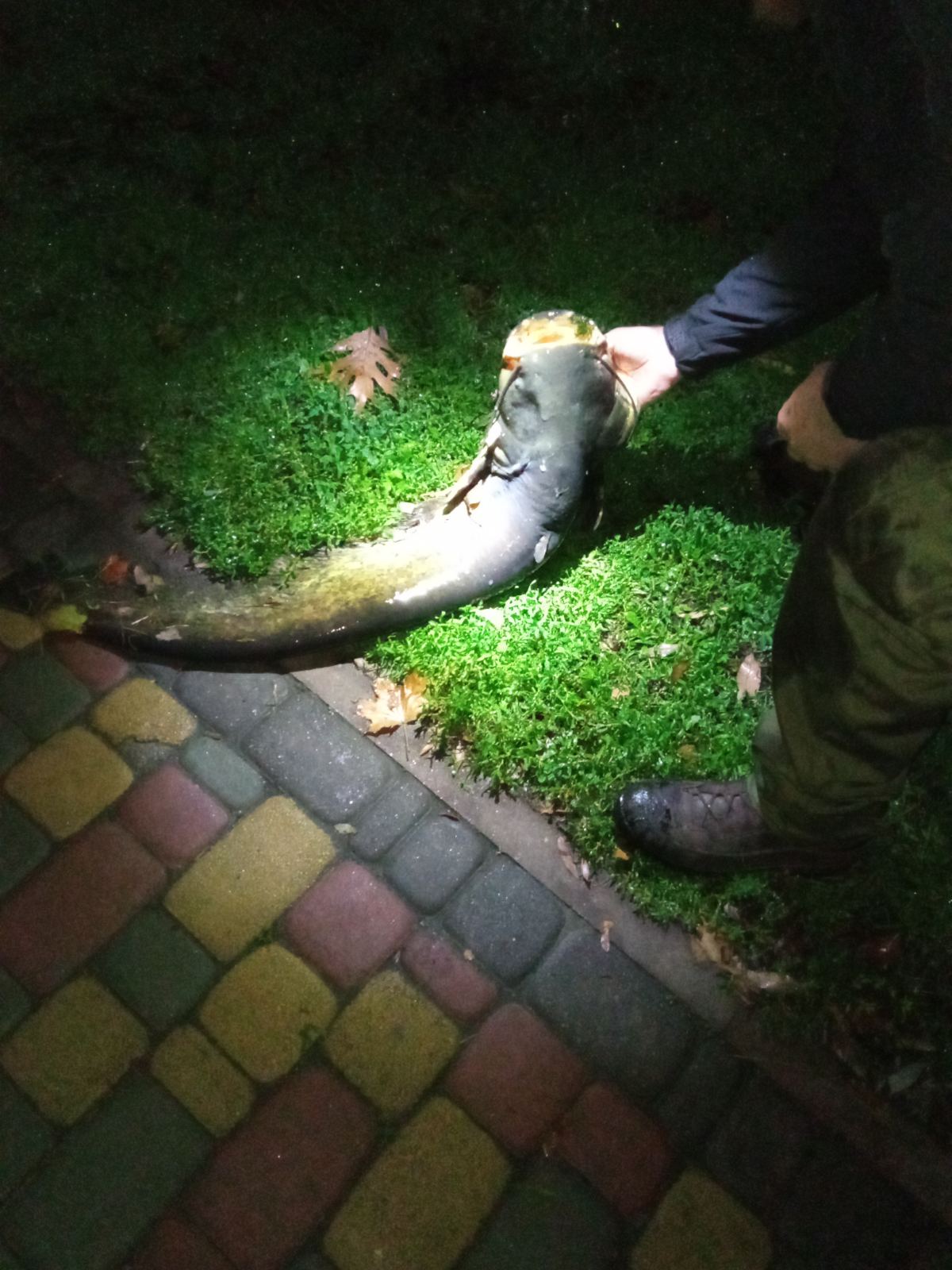 "Таке клювання це рідкість": у Києві з озера виловили гігантську рибу (фото)