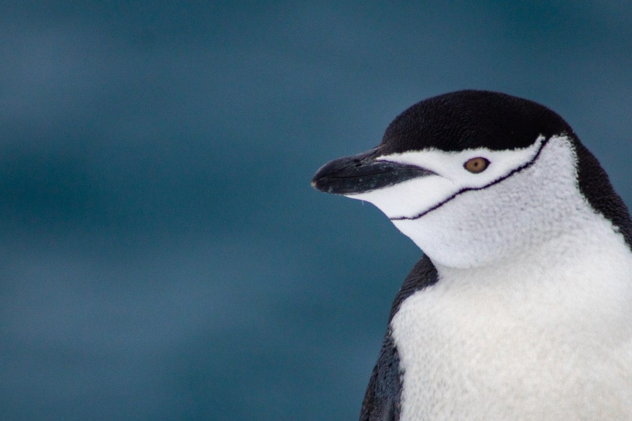 Українські полярники показали милі фото пінгвінів-поліцейських