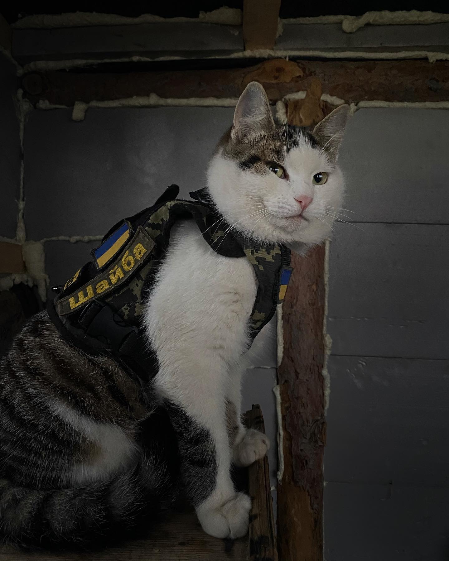 Шукали три тижні всі військові: бойовий кіт Шайба повернувся до власника (фото)