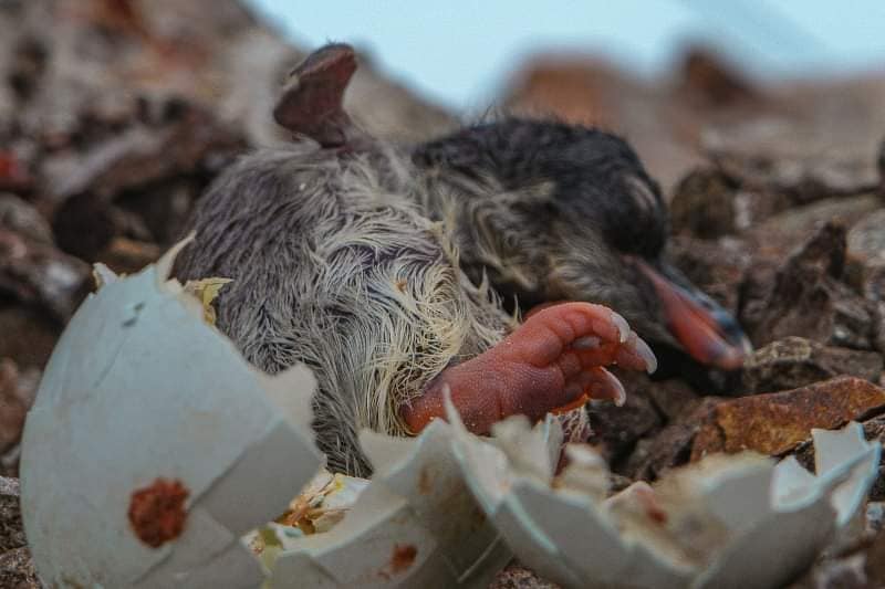 Перше пінгвінятко в цьому сезоні: українські полярники показали дуже милі фото