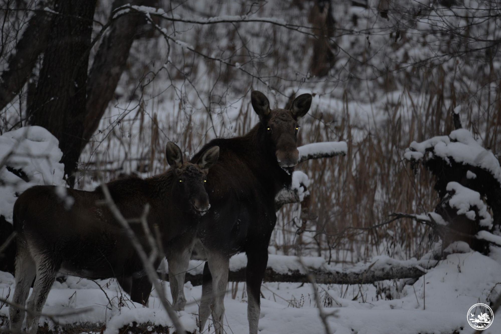 Чому у лосів у Чорнобилі світяться очі: радіація не винна