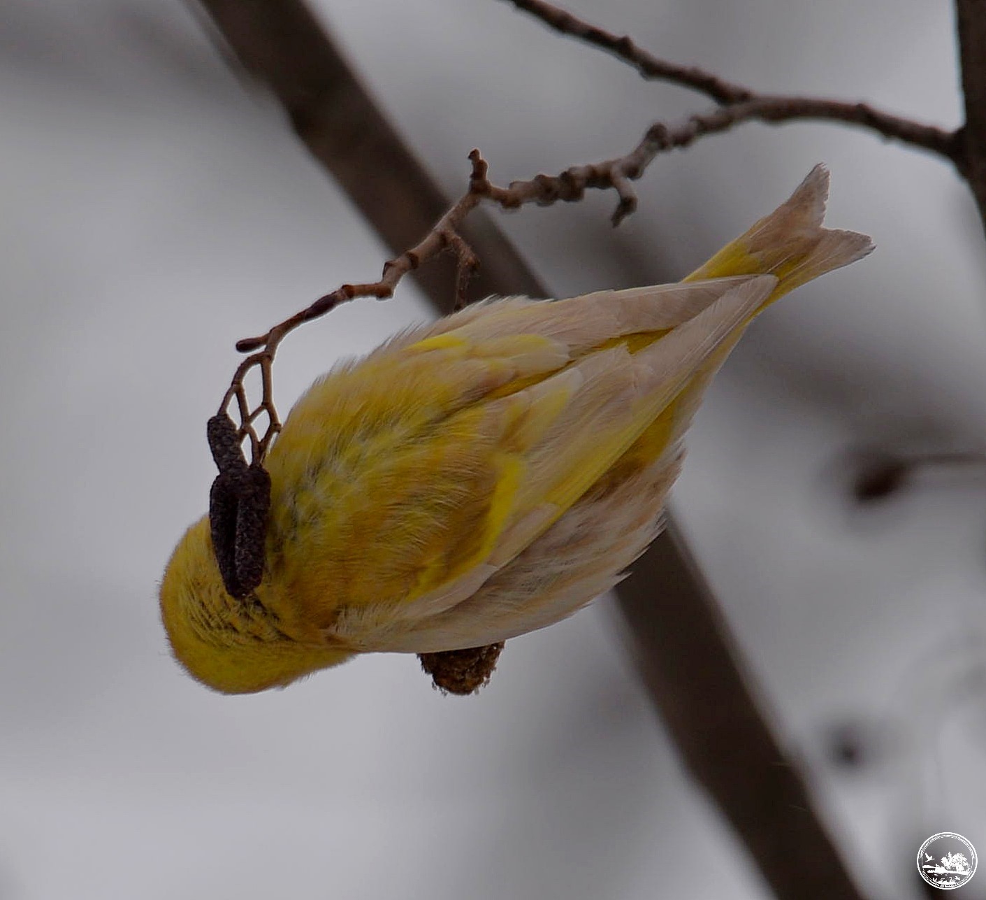 "Как из сказки": в Чернобыле показали чижа с необычным окрасом (фото)