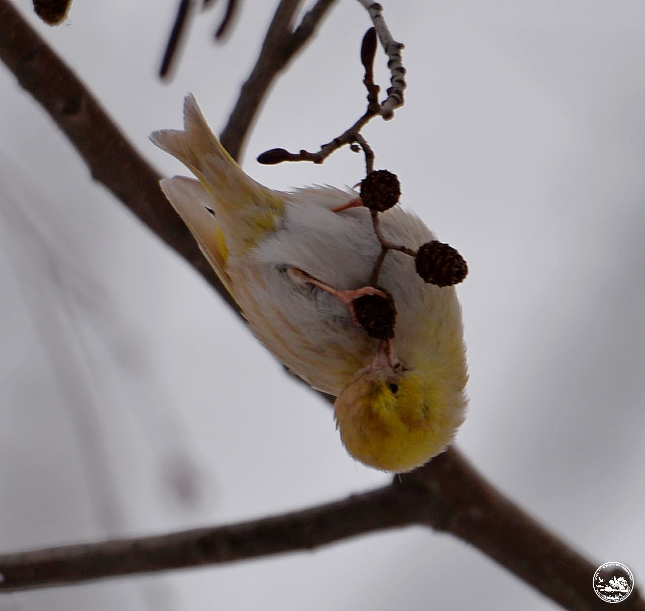 "Как из сказки": в Чернобыле показали чижа с необычным окрасом (фото)