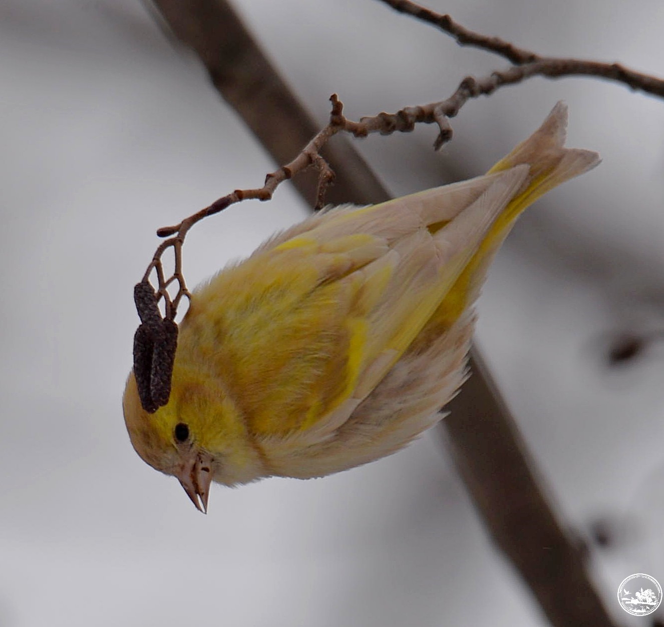 "Как из сказки": в Чернобыле показали чижа с необычным окрасом (фото)