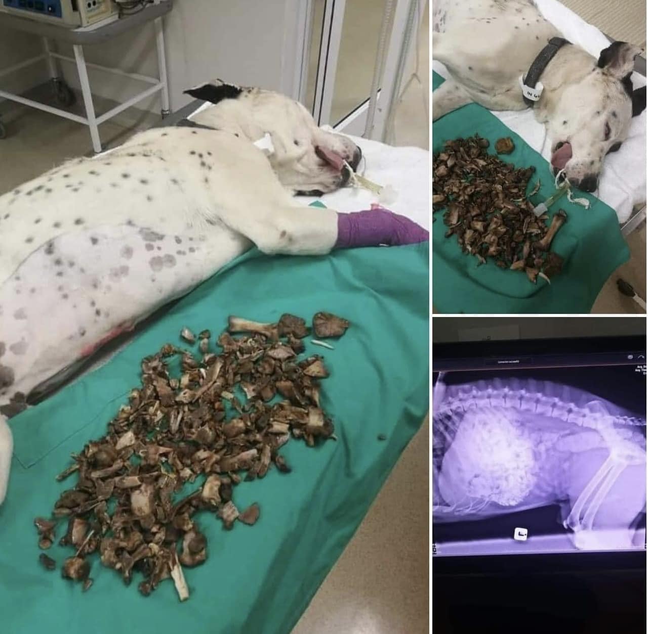 Українцям показали, чому собакам не можна давати кістки (фото)