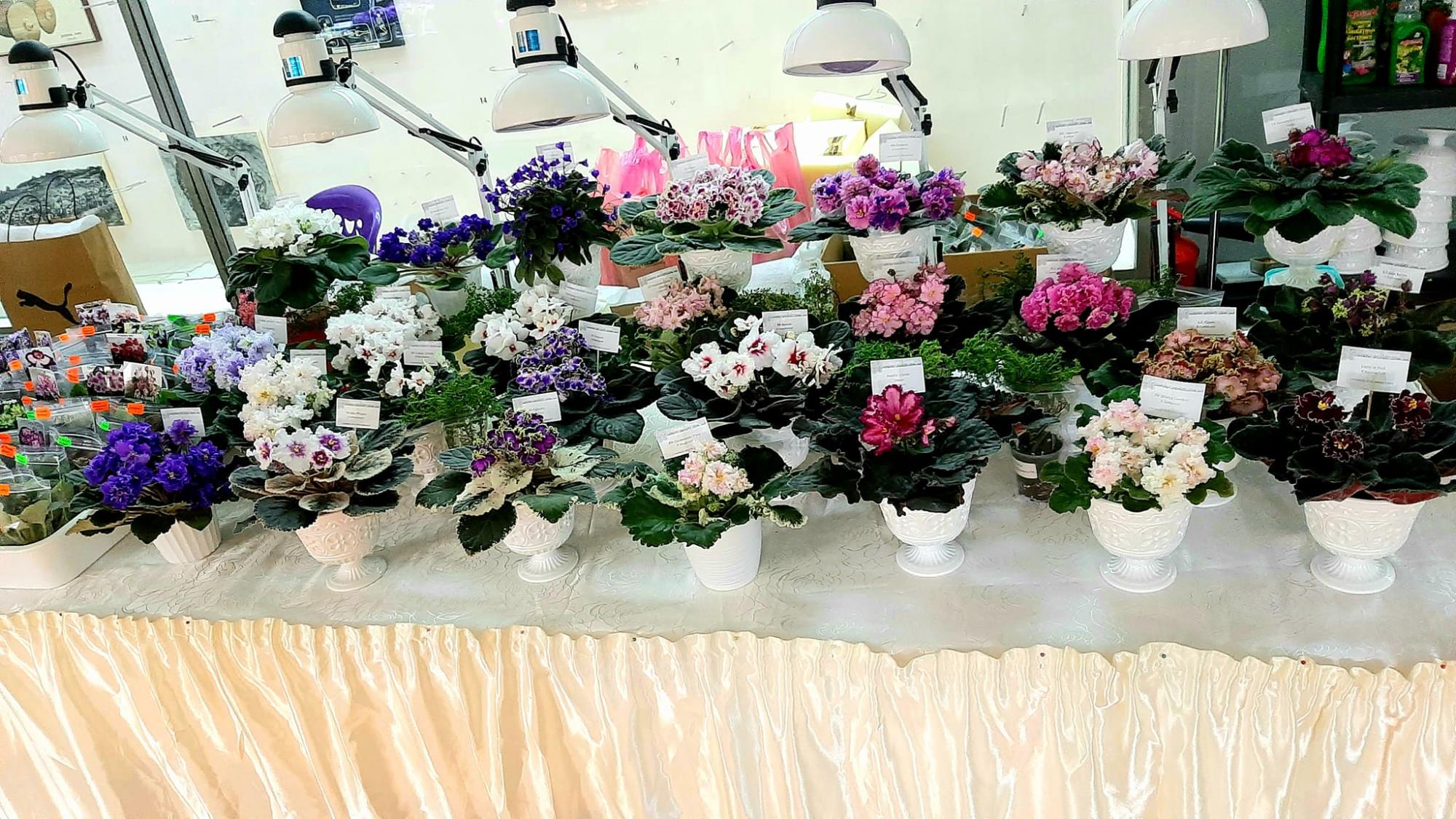 Как вырастить дома сортовые фиалки, как на выставке: секреты профессионалов